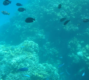 Submarine Sharm