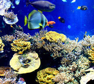  Ozeanographisches Museum Monaco