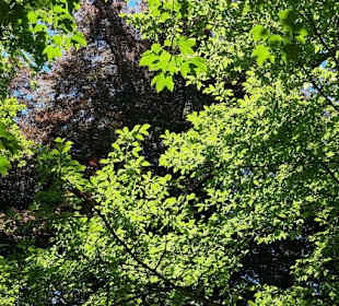 Schatten pur im Garten der Residenz