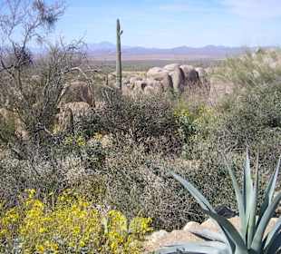 Arizona Sonora Desert Museum