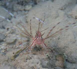 Rotfeuerfisch - frontal