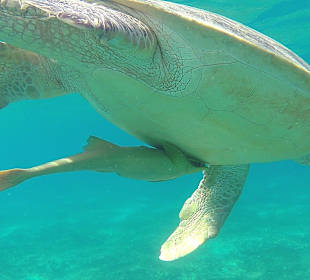 Schnorcheln Abu Dabbab