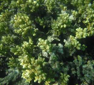 Unterwasseraufnahme am Strand