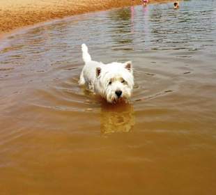 Sandstrand Hundebereich