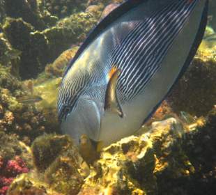 Arabischer Doktorfisch