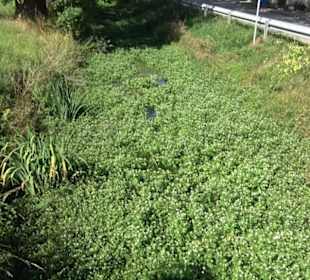 Gestütshof Offenhausen