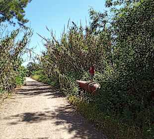 Wandern Olhos de Água