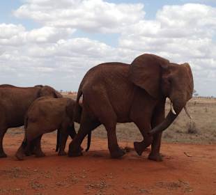 Davon gibts ganz viele in Tsavo Ost
