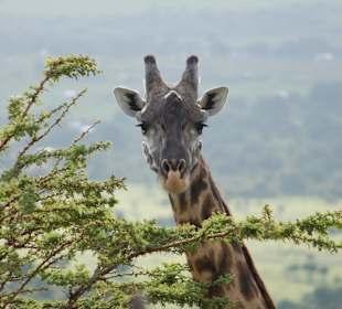 Giraffe