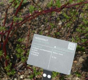 Erläuterungen der Kräuter