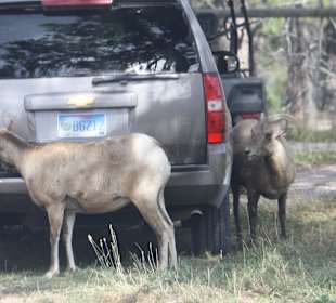 Bear Country Rapid City