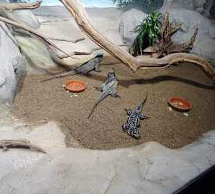 Zoo