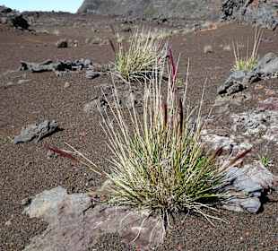 Spärliche Vegetation der Plaine des Sables
