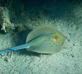 Fische