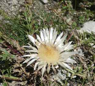 Wandereindrücke vom Nebelhorn