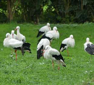 Nein, mich hat keiner ins Bein gebissen.....