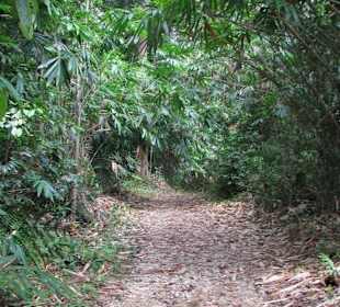 Waldweg zum Wasserfall
