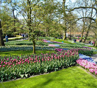 Blumenpracht im Keukenhof
