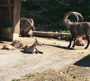 Alpenwildpark Pfänder