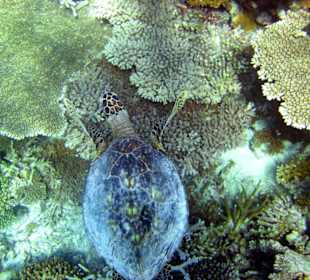 Am Hausriff Athuruga