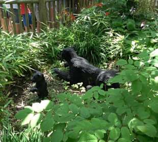 Land der Abenteuer - Dschungel X-pedition