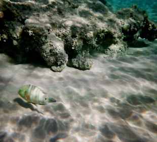 Schöne Fische am Hausriff