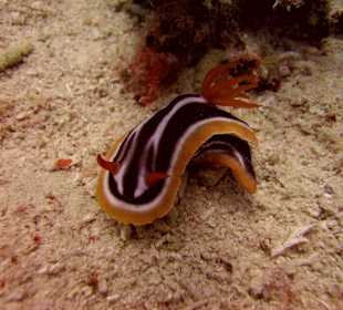 Unterwasserwelt Sosua Divecenter Merlin