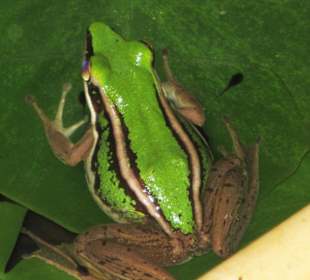 Der Frosch im Teich