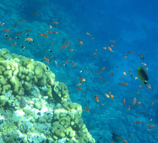 Unterwasserwelt am Tulip Resort