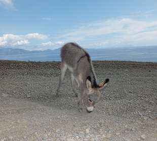 Osiołek w drodze na termy