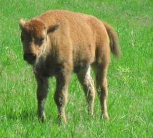 Präriebisonkalb