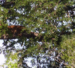 Leopard, schlafend auf einem Baum
