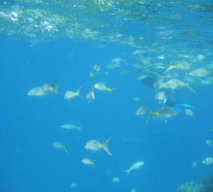 Ausflug Paradise Island