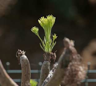 Auf dem "Irrweg" dorthin