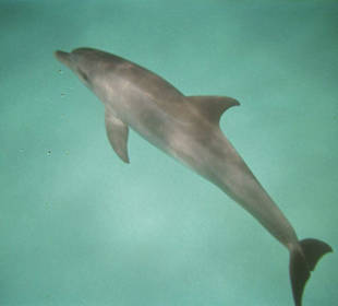 Schwimmen mit Delphinen!