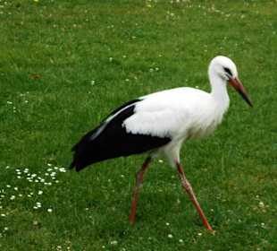 Schloßpark Kasteeltuinen Arcen