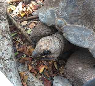 Prison Island - Schildkröten Station