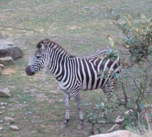 Weiße oder schwarze Streifen?
