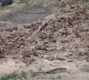 Gnus Kadaver bei Mara Fluss