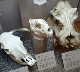 Exponate des Naturkundemuseums Coburg