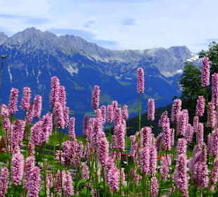 Wiesenknöterich und Blick auf Wilden Kaiser