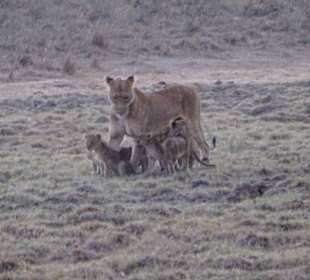 Löwin mit Babys