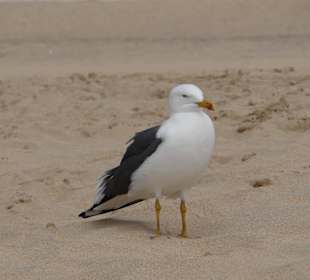 Fliegende"Einwohner"
