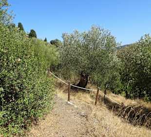 Im Olivenhain des Jardin Méditerranéen