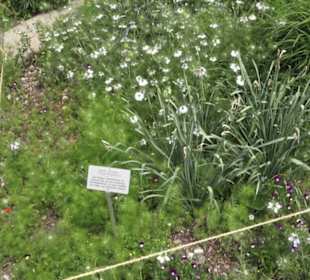 Alter botanischer Garten
