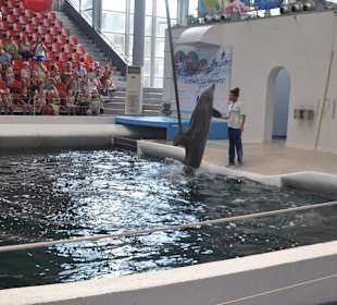 Delfinarium w Warnie