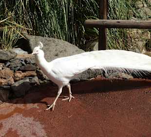 Weißer Pfau