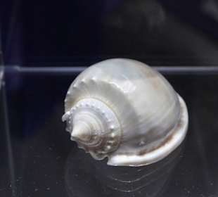 Besondere Schnecke