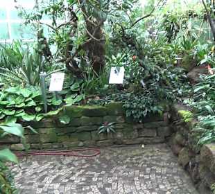 Tropicarium - Feuchte Tropen