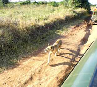 Sehr hungrige Löwin im Nairobi NP